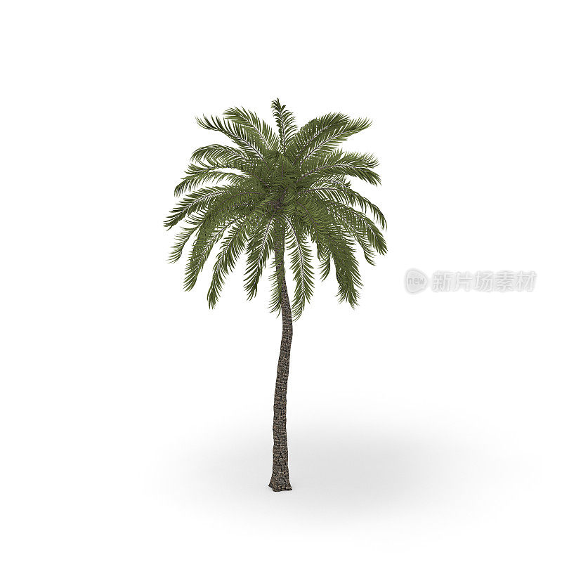 棕榈树。孤立在白色背景上。3 d渲染插图。